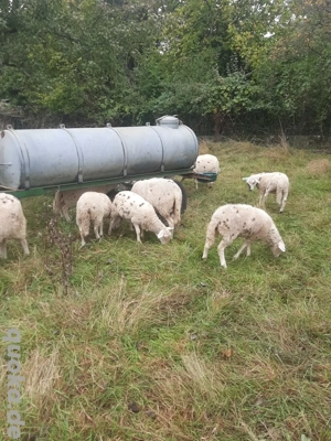 Junge Lämmer  Bild 2