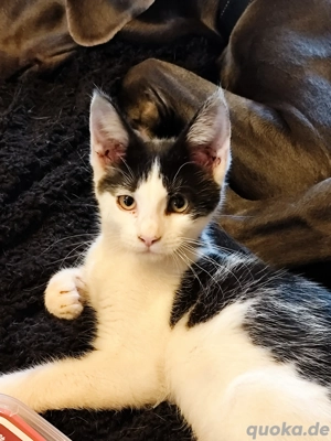 Maine Cone Türkisch Angora Mix Bild 2