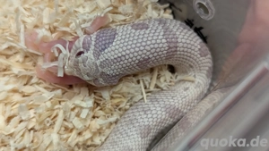  0.1 Arctic Axanthic Conda ph Sable, Albino - Hakennasennatter