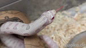 Arctic Axanthic, Arctic Yeti (Sable, Sunburst, Snowburst) Hakennasennatter Heterodon nasicus 