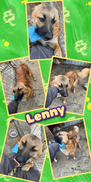 kleiner, menschenbezogener, lieber, süßer Hundejunge "Lenny" sucht ein schönes Zuhause