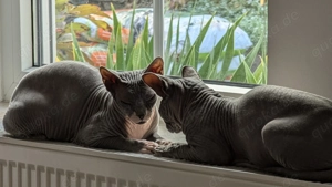 Zwei weibliche Sphynxkatzen abzugeben  Bild 7