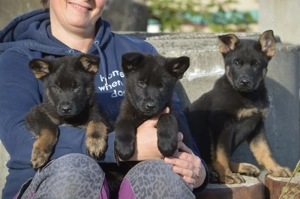 Dt. Schäferhundwelpen aus 100% DDR-Blutlinien mit roten SV VDH Papieren.