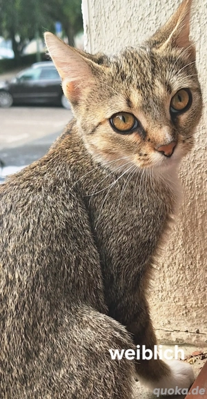 Sind Sie bereit für doppeltes Katzenglück?