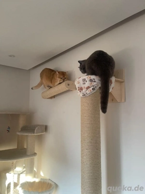 Zwei liebevolle Katzen (m w, 18 Monate) mit komplettem Zubehör abzugeben