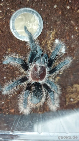 Tlitocatl albopilosus  Vogelspinne 