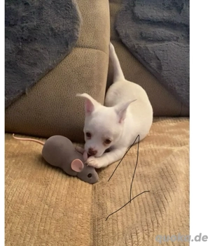 Chihuahua welpe kurzhaarig. 