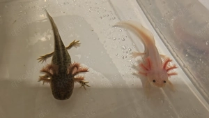 Junge Axolotl abzugeben 
