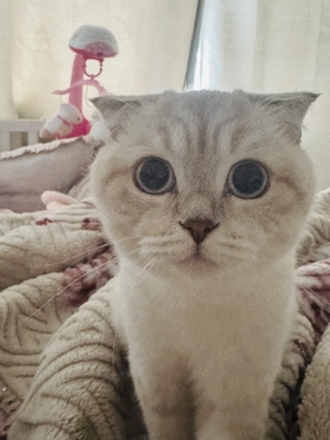 Wunderschöne BKH Katze 