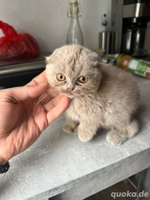 kitten BKH reinrassig