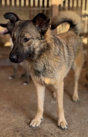 Cookie M ca. 45 cm   die Verschmuste