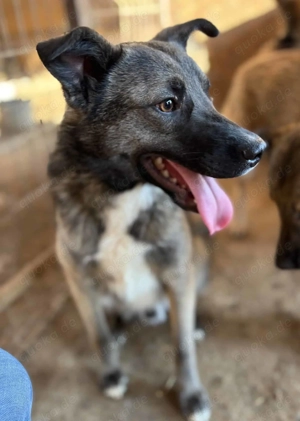 Landon ca. 43 cm   sucht sein Glück
