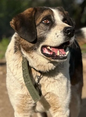 George ca. 60 cm   sucht Geborgenheit