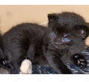 Schwarze Katzen Babys Ulm 