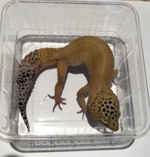 Leopardgecko Tramper Tangerine