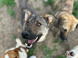 Levi A ca. 57 cm   ein Prachtkerl