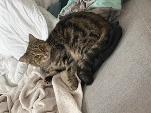 Besonderes Kätzchen mit drei Beinchen sucht liebevolles Zuhause