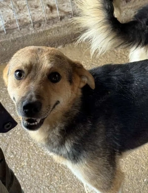 Jano ca. 40 cm   einer von zu vielen