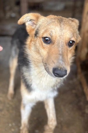 Calippo ca. 40 cm   mit dunklen Knopfaugen