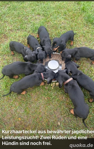 DTK Zwinger von den Klaasen Reben FCI, Teckel Welpen