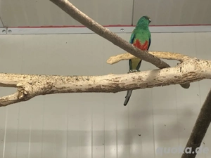 Vielfarbensittich hahn