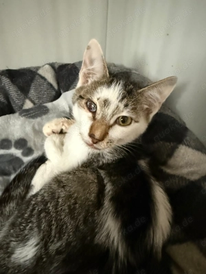 Stupsi - ein zarter Kater mit großem Herz sucht sein Für-immer-Zuhause
