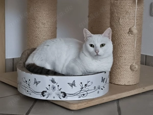 Süße EKH sucht liebe- u. verantwortungsvolles Zuhause als Einzelprinzessin 