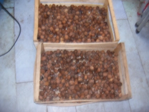 Walnüsse Ernte 2025