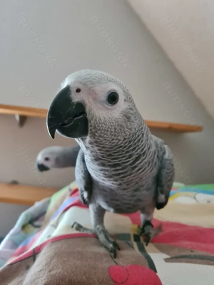 Graupapagei Nachzuchten 2025 abzugeben