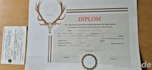 Mufflon Widder Wildschaf Präparat Kopf Schulter Bild 3