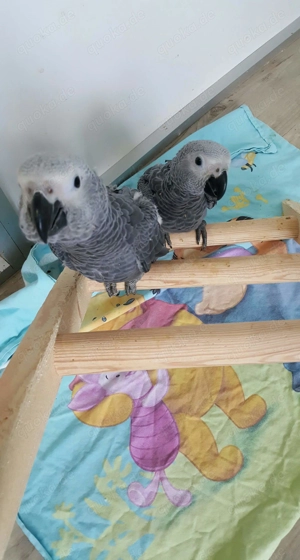Nachzucht Graupapagei weiblich 2025 abzugeben