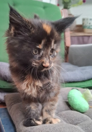 Wir haben wunderschöne Kitten mit Stammbaum