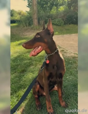 dobermann 
