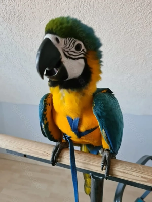  Nachzucht 2025 männlich