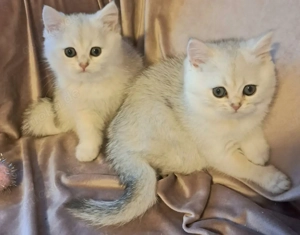 Black Silver Kitten.