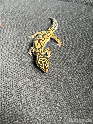 leopardgekos  Bild 3