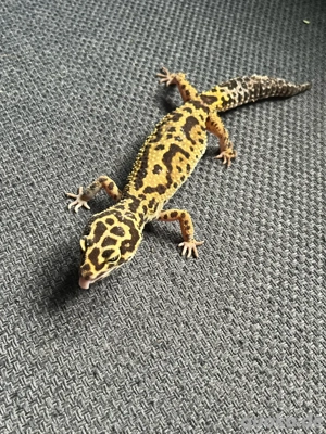 leopardgekos  Bild 4