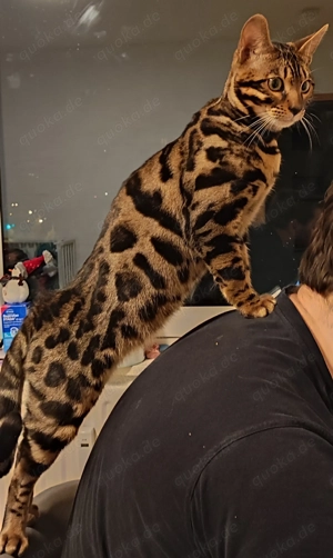 Wunderschöner Bengal Kater   8 Monate alt, geimpft, gepflegt 