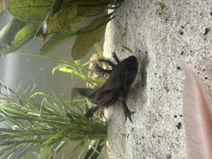 Süße Axolotle Babys