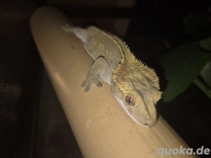 0.1.0 Kronegecko Dame Only Pet 