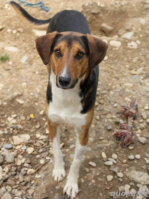 Schöner ZLAJA sucht seine Menschen