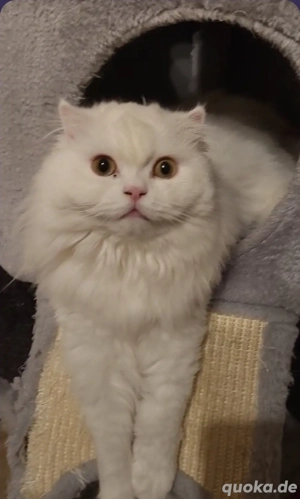 Weißer Kater mit gold-grünen Augen sucht ein liebevolles Zuhause      Bild 5