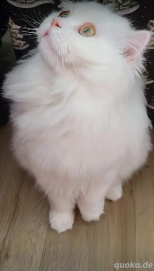 Weißer Kater mit gold-grünen Augen sucht ein liebevolles Zuhause      Bild 6