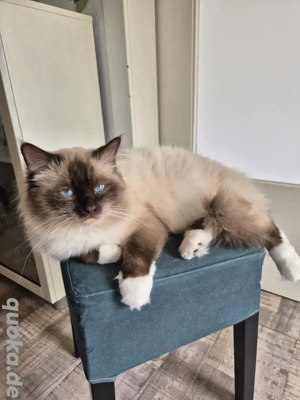 Reinrassiger Heilige Birma Deckkater in choco Point