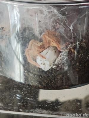  ZWERGvogelspinne Neoholothele Incei