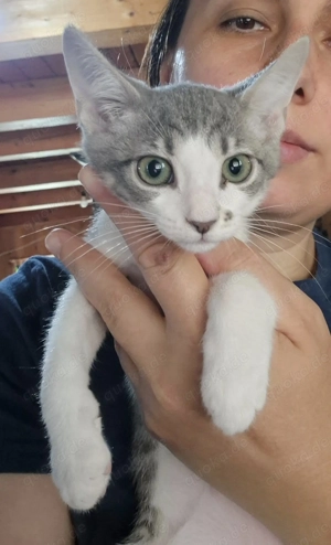 Junge Kätzin Ophelia sucht ihre Menschen