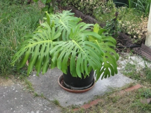 Monstera deliciosa mit riesigen Blättern