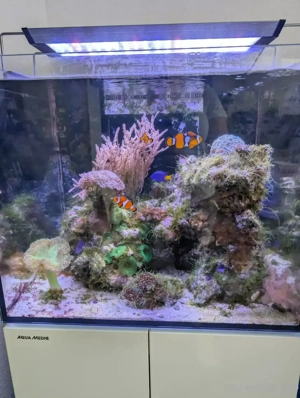 Aquarium Auflösung  Meerwasseraquarium  Meerwasser