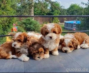 Havaneser welpen