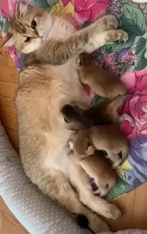 Reinrassige BKH-Kitten (black golden shaded & black golden tabby ticked) mit Stammbaum und Impfungen Bild 8